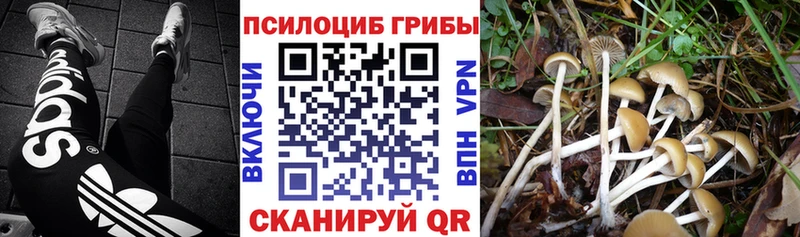 Галлюциногенные грибы Magic Shrooms  закладки  Анжеро-Судженск 