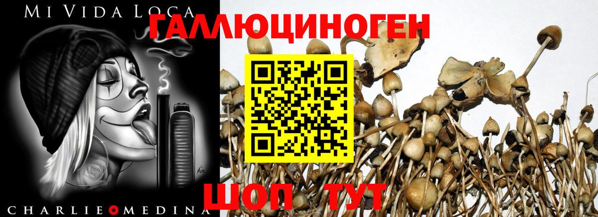 Псилоцибиновые грибы мицелий Анжеро-Судженск